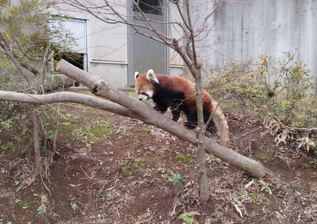 令和8年3月9日(月) 卒園遠足 給食